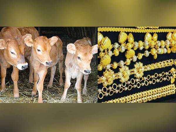 Thailand: Daftar vaksin berpeluang dapat hiasan emas, anak lembu