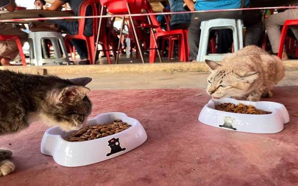 Kempen Ejen Meow beri kucing makan sebanyak mungkin