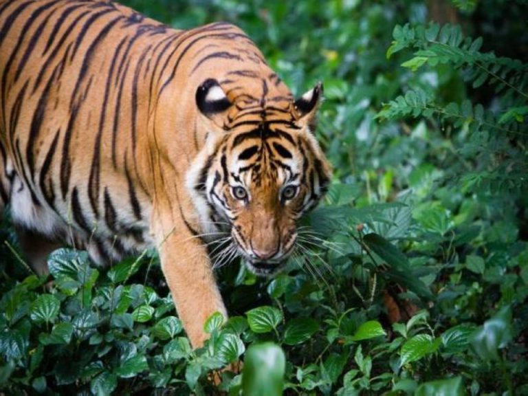 RM36 juta untuk lindungi haiwan liar termasuk harimau, gajah